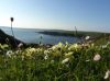 Bromore Cliffs Wild Flowers